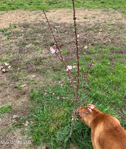 $975,000 | 1750 Hendrix Road, Coffeeville, MS 38922