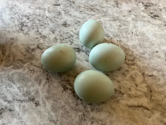 $975,000 | 1750 Hendrix Road, Coffeeville, MS 38922