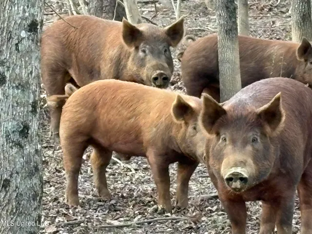 $975,000 | 1750 Hendrix Road, Coffeeville, MS 38922