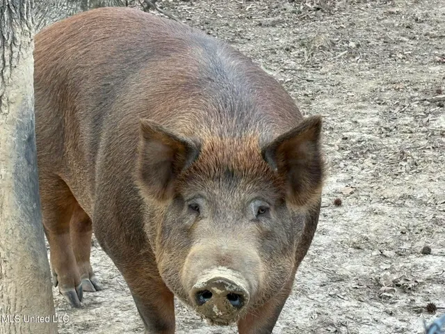 $975,000 | 1750 Hendrix Road, Coffeeville, MS 38922