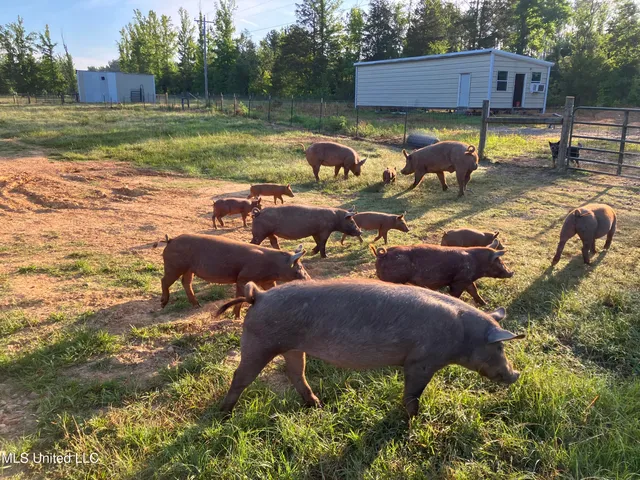 $975,000 | 1750 Hendrix Road, Coffeeville, MS 38922