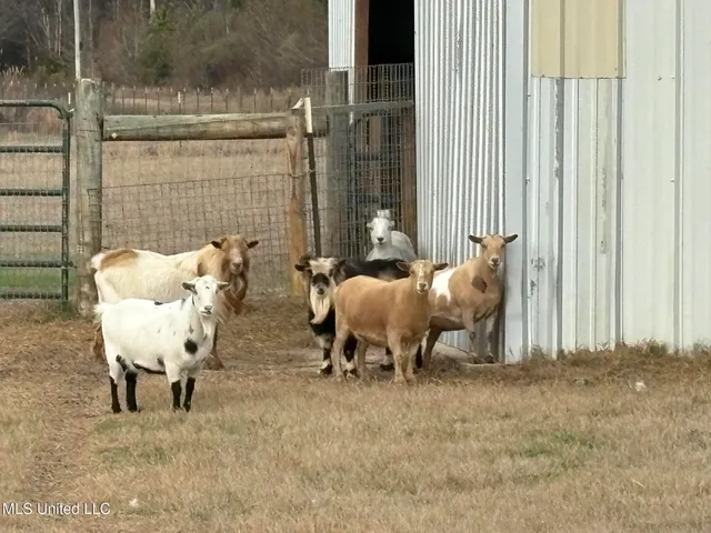 $975,000 | 1750 Hendrix Road, Coffeeville, MS 38922