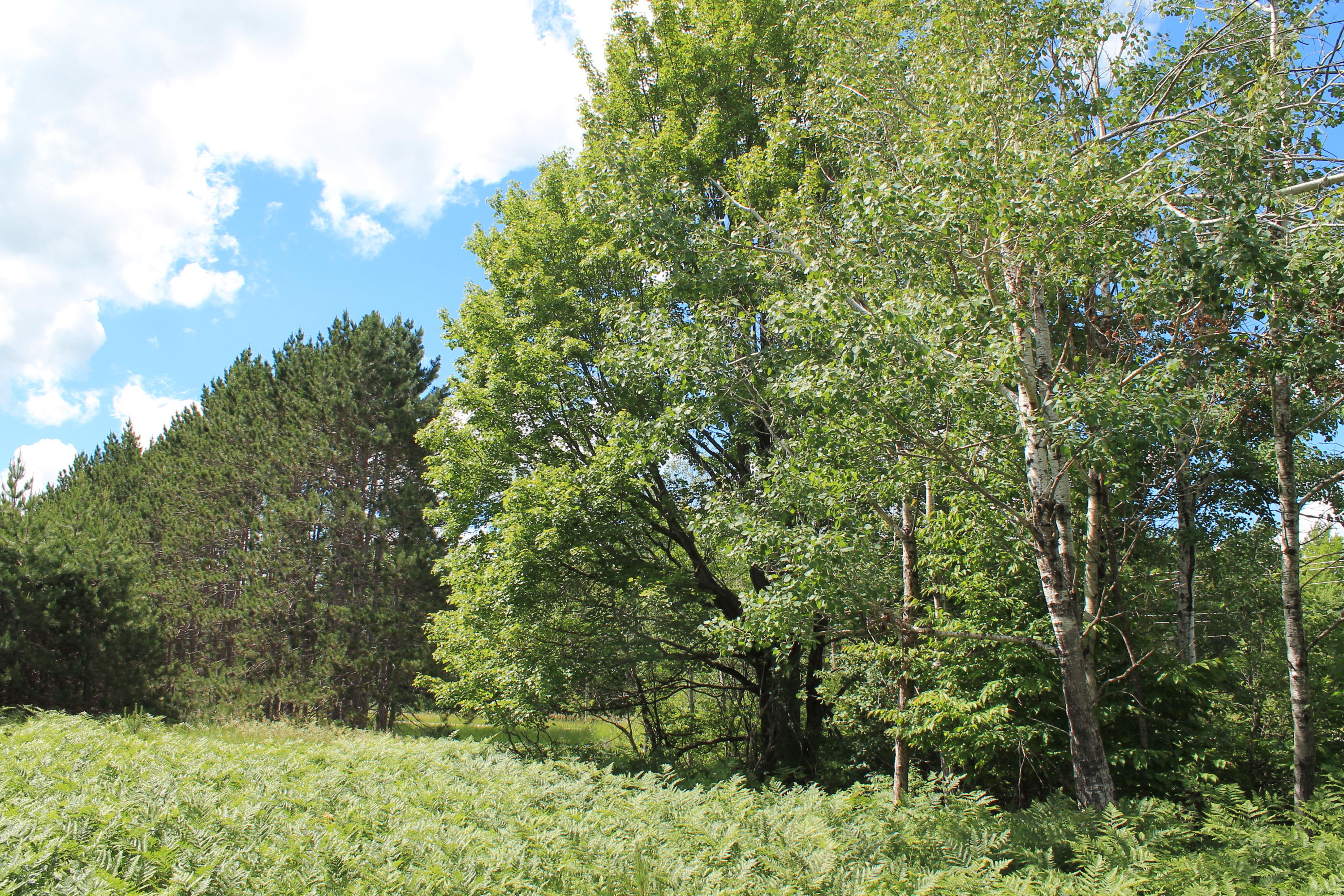 11438 Hossler Road Atlanta, MI 49709 - Photo 81 of 88 Gallery Image 81