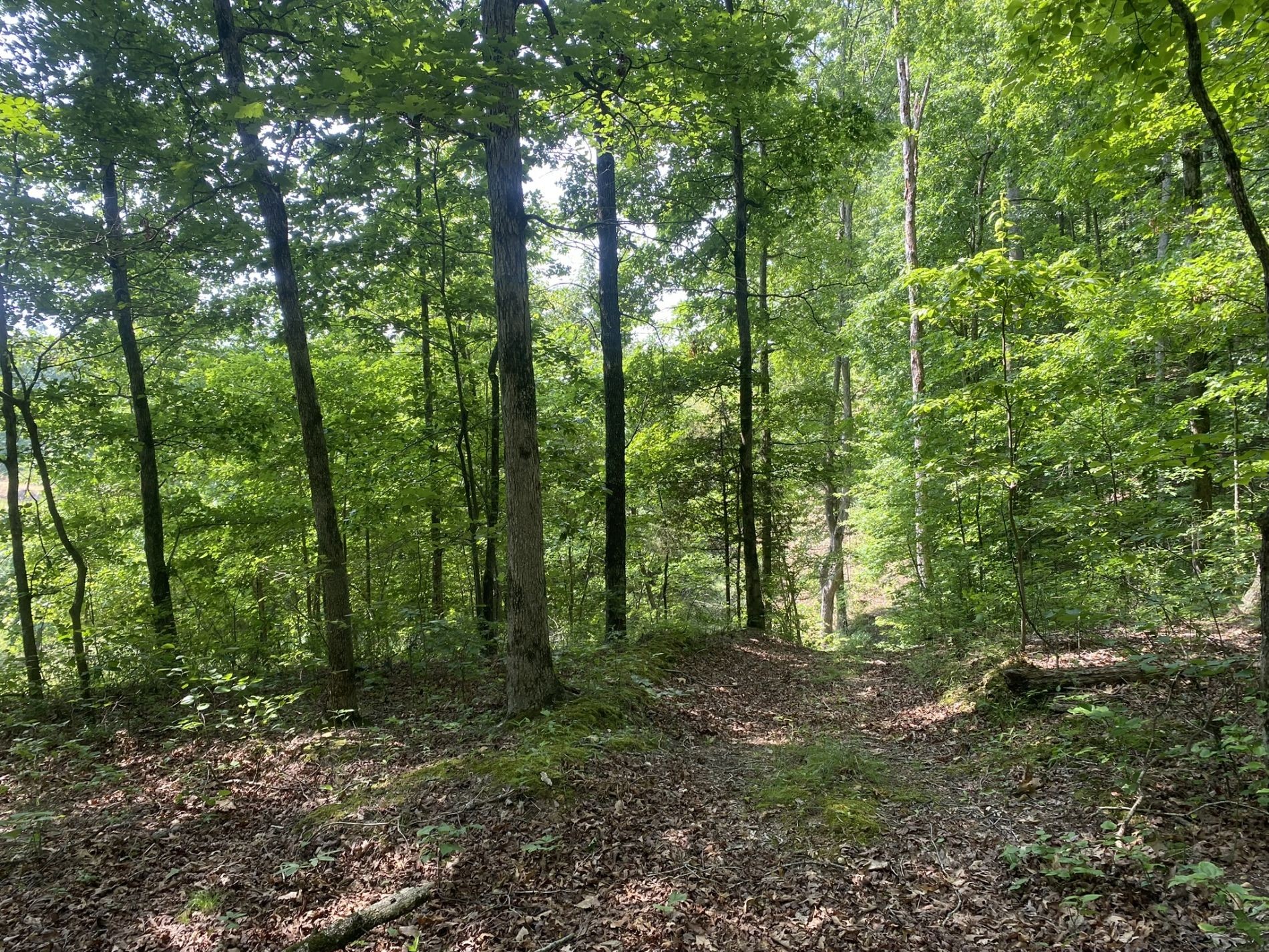 178 Reeves Road Hohenwald, TN 38462 - Photo 10 of 13 Gallery Image 10