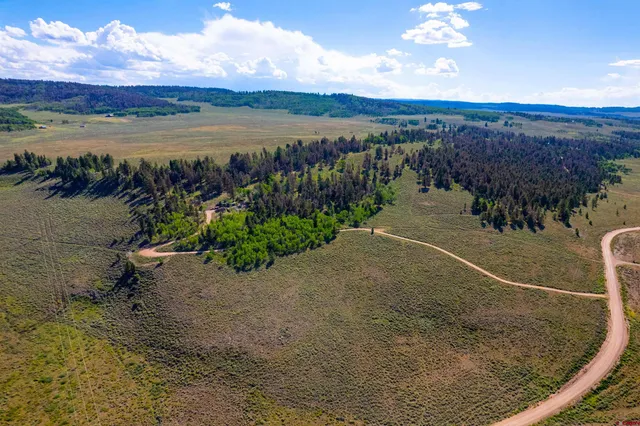 a view of a yard with plants and trees