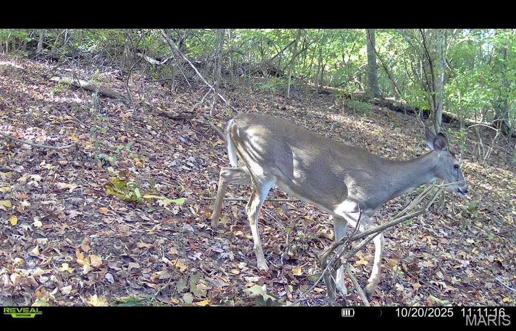 1053 Gilmore Lake Road Waterloo, IL 62298 - Photo 17 of 82