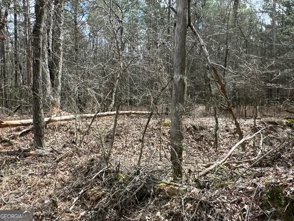 a view of a dry yard with trees
