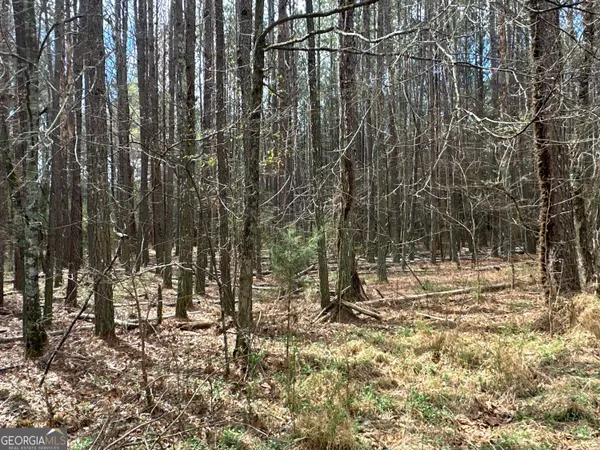 a view of a forest filled with trees