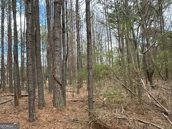 a view of a forest