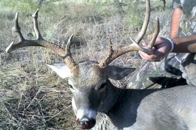 a view of yard with swimming pool and green space