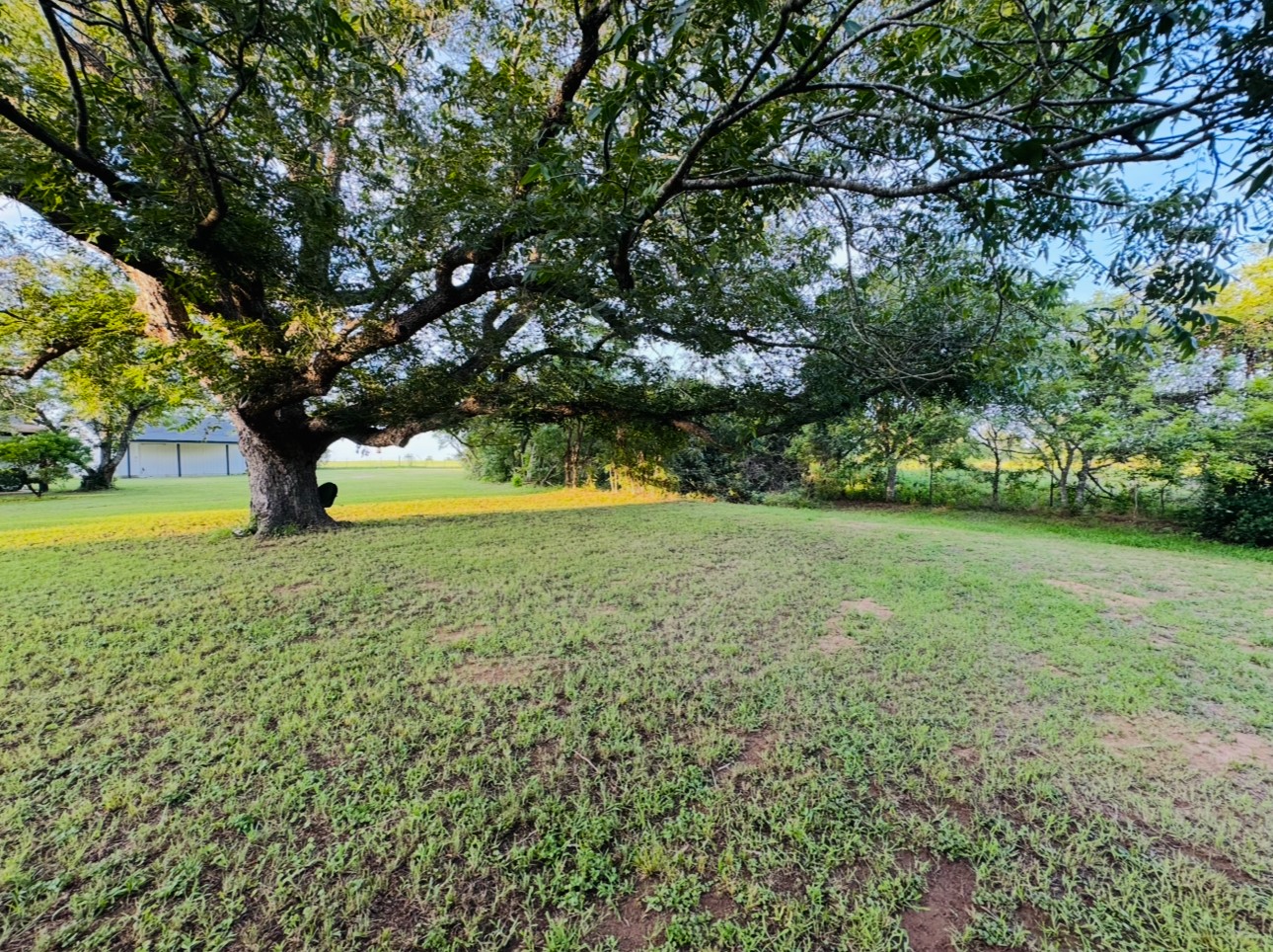 702 Pleasant Grove Road Elgin, TX 78621 - Photo 10 of 38 View of grassy yard
