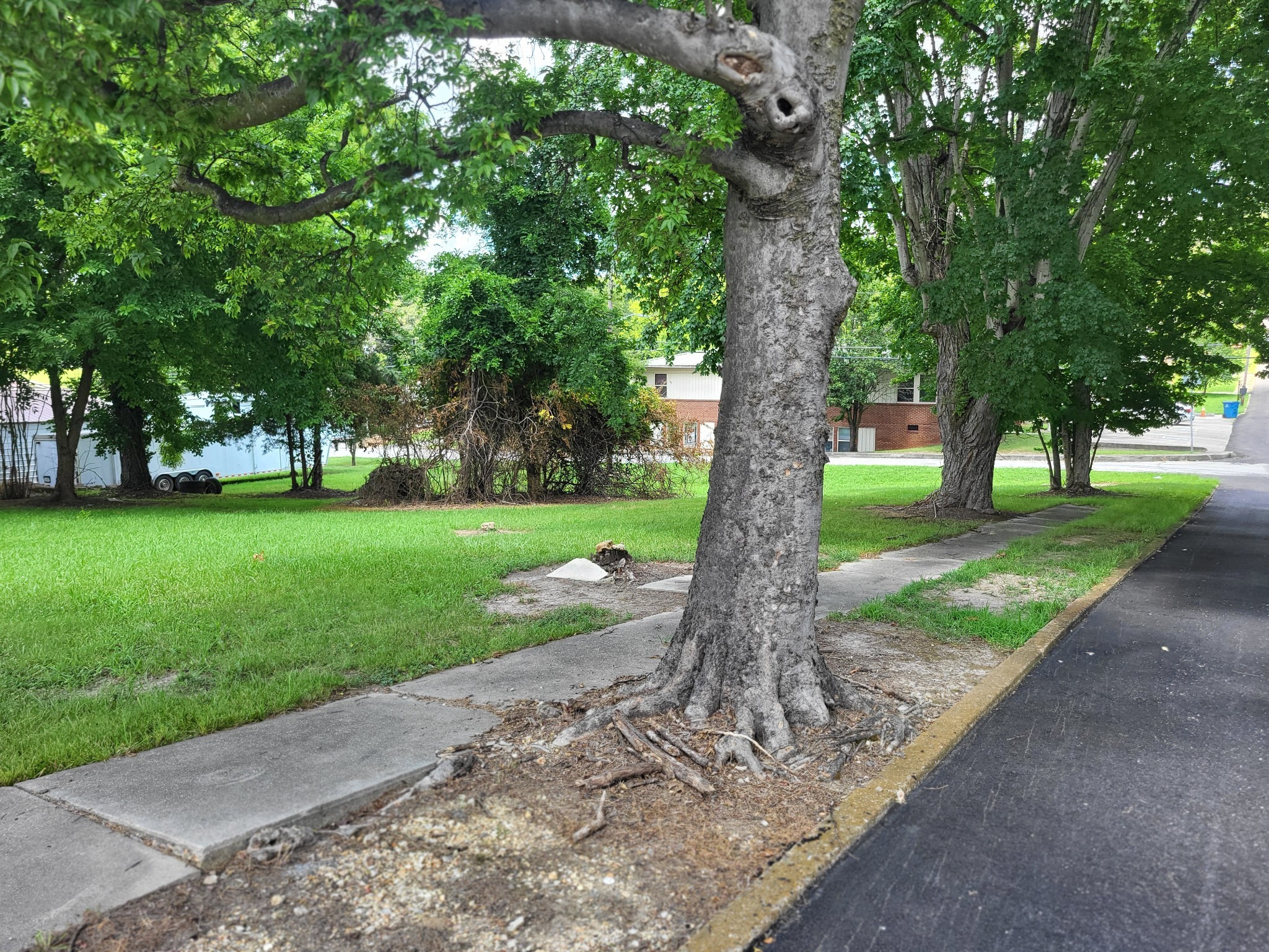 1 Maple Avenue Camden, TN 38320 - Photo 4 of 9 a view of a garden with a tree