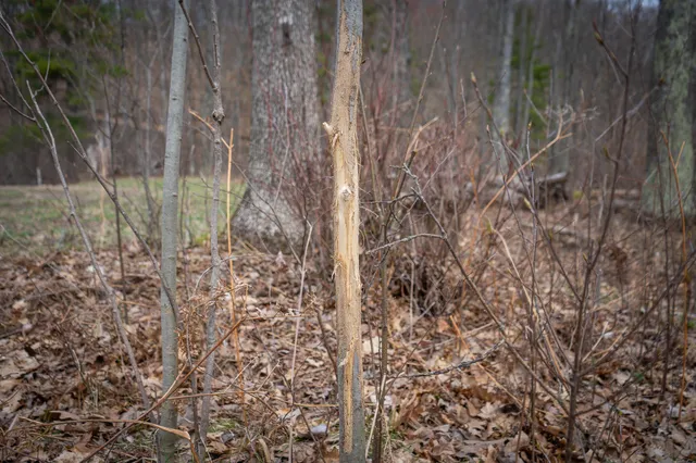 $1,399,000 | 9184 Highway 37, Wellston, MI 49689