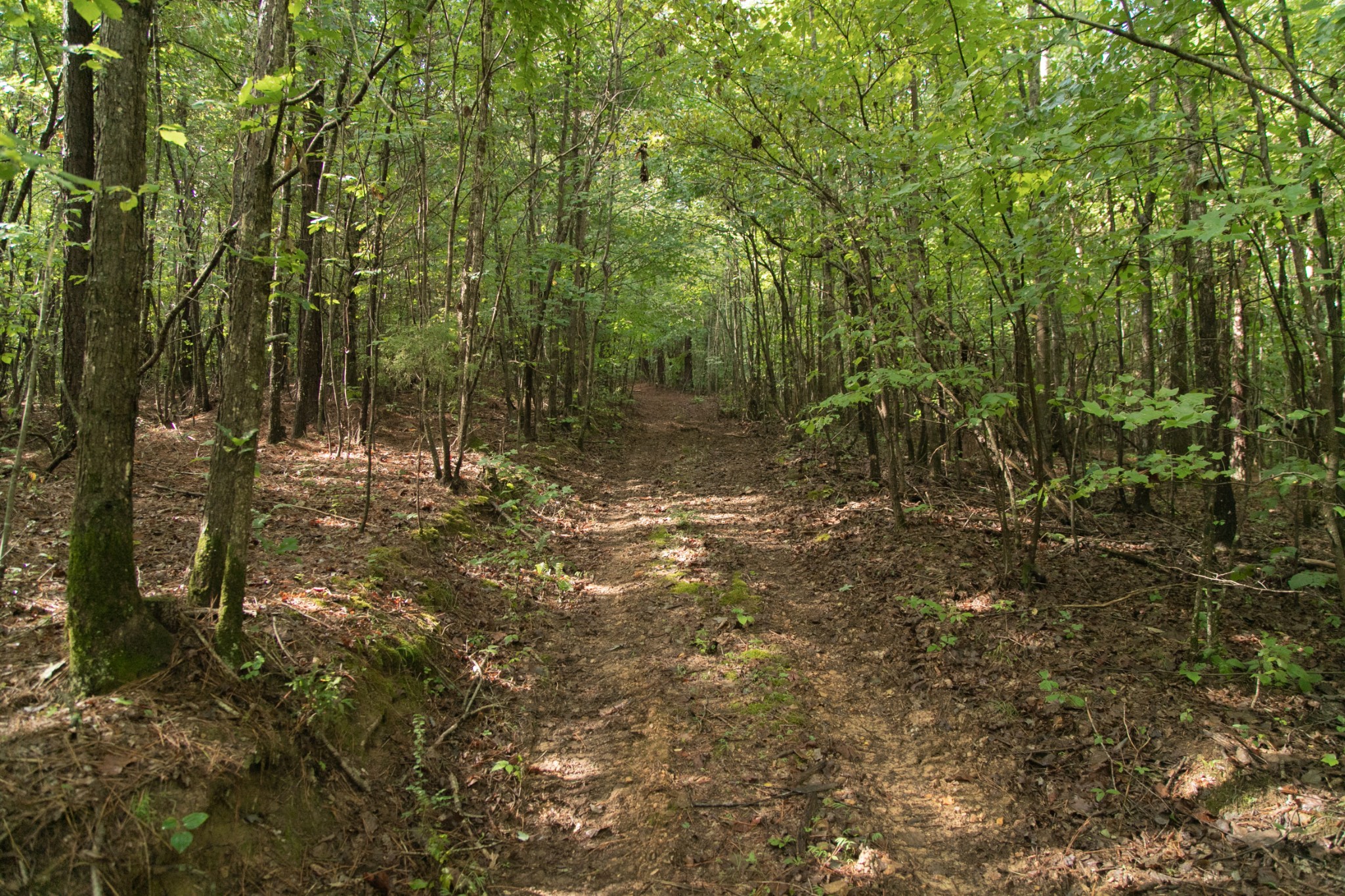 1518 Aetna Cemetery Road Centerville, TN 37033 - Photo 26 of 45 Gallery Image 26