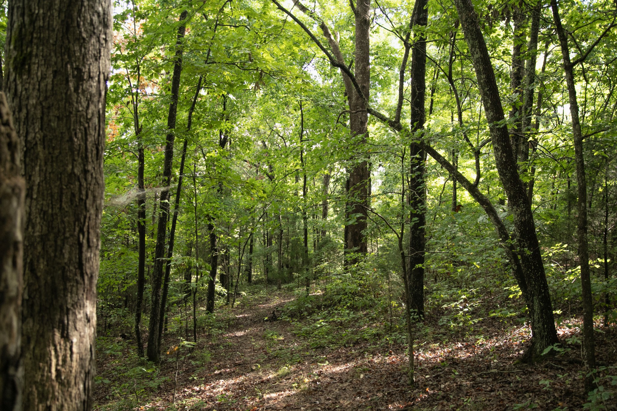 1518 Aetna Cemetery Road Centerville, TN 37033 - Photo 29 of 45 Gallery Image 29