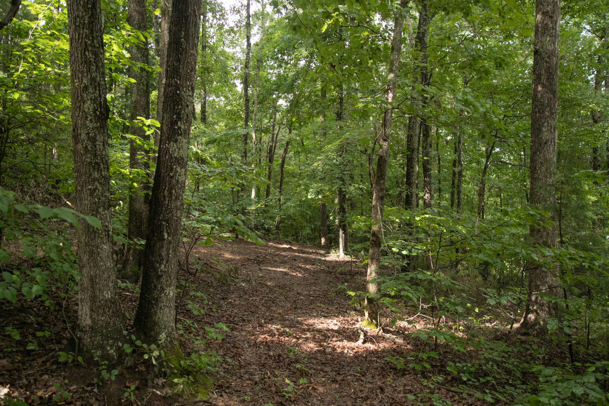 1518 Aetna Cemetery Road Centerville, TN 37033 - Photo 30 of 45 Gallery Image 30