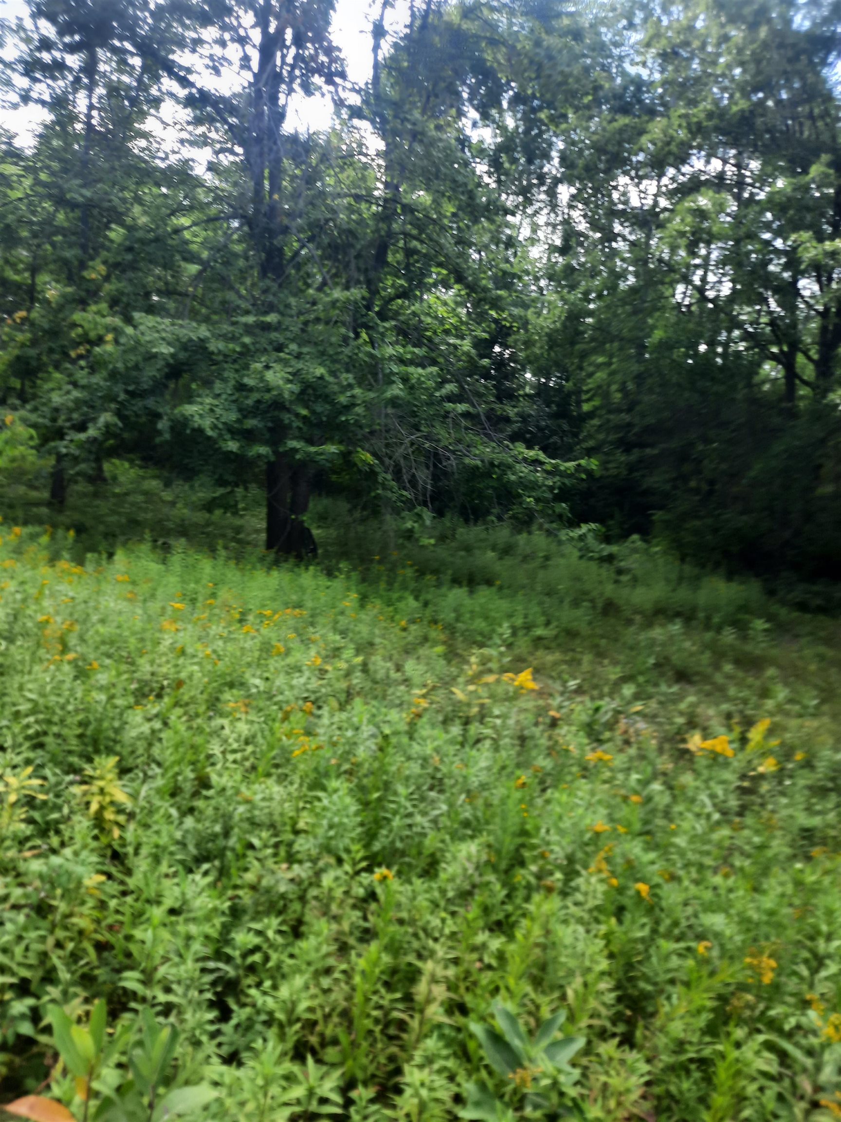 Birchwood Lane Ladysmith, WI 54848 - Photo 7 of 7 View of landscape