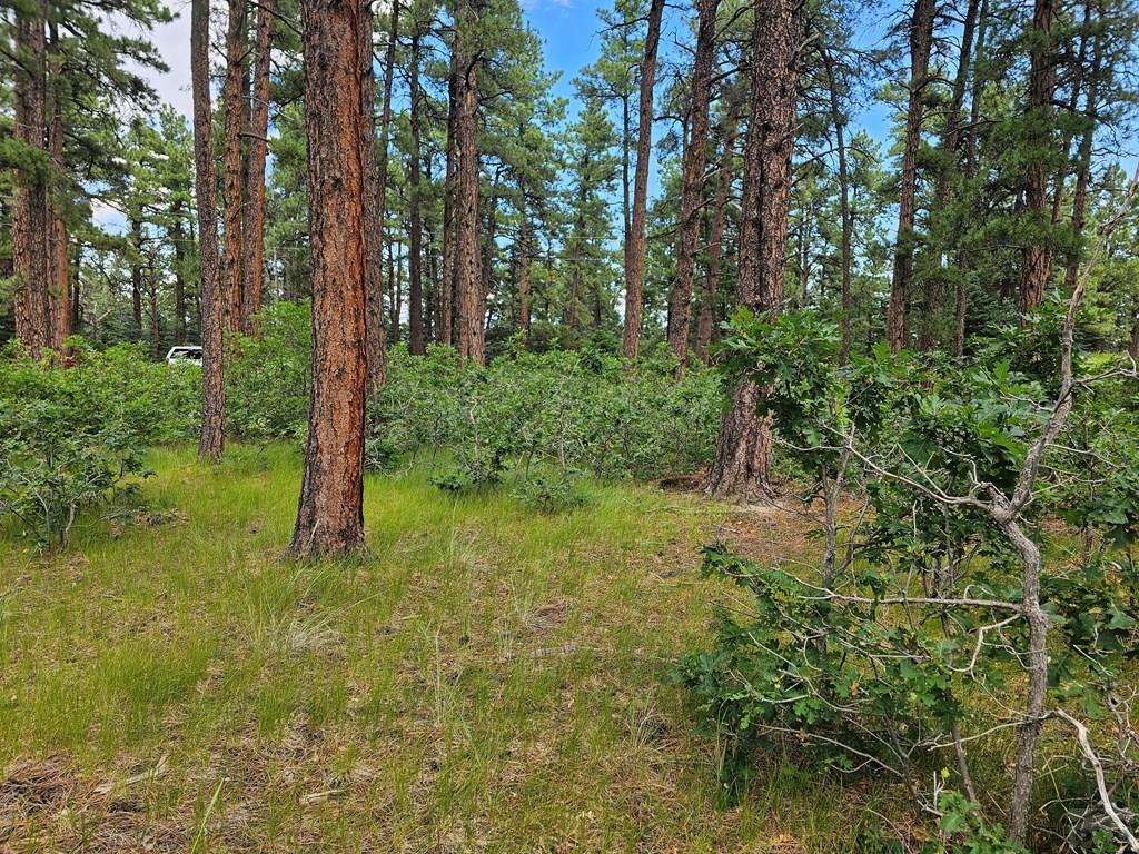 1 Zorn Road Rye, CO 81069 - Photo 4 of 9