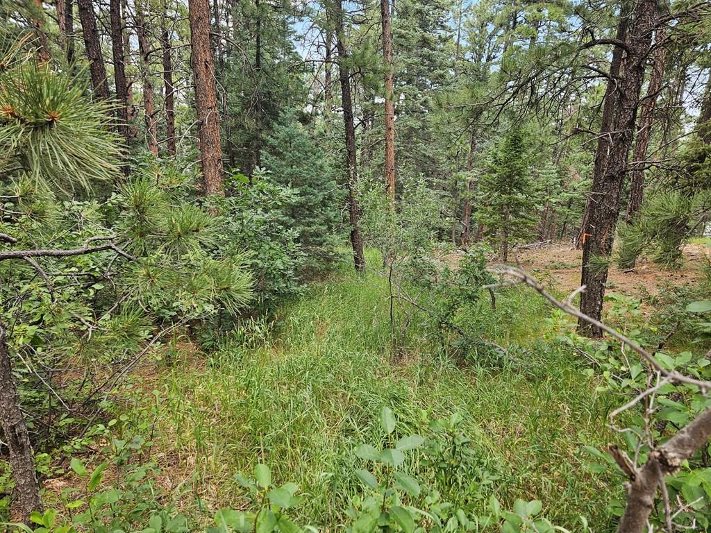 1 Zorn Road Rye, CO 81069 - Photo 6 of 9