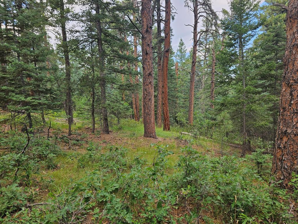 1 Zorn Road Rye, CO 81069 - Photo 9 of 9