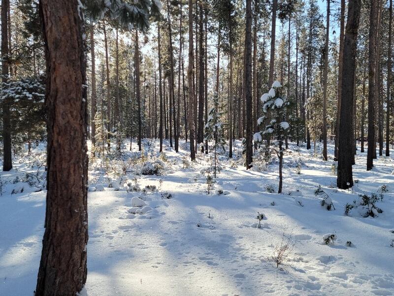 1831 Terret Road La Pine, OR 97739 - Photo 34 of 49 property is forested, and is currently being thinned to qualify for the national "defensible space" fire rating.