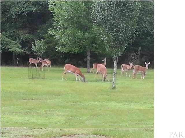 5462 Pine Barron Road Milton, FL 32570 - Photo 5 of 24 Early Morning Deer in Rear Yard.