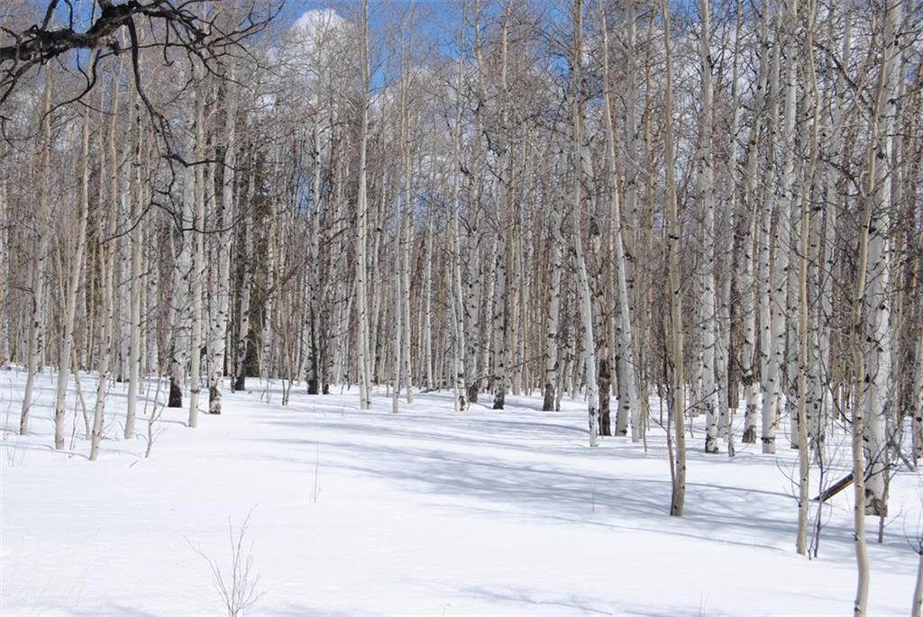 507 Lumberjack Road Fairplay, CO 80440 - Photo 1 of 27 Gallery Image 1