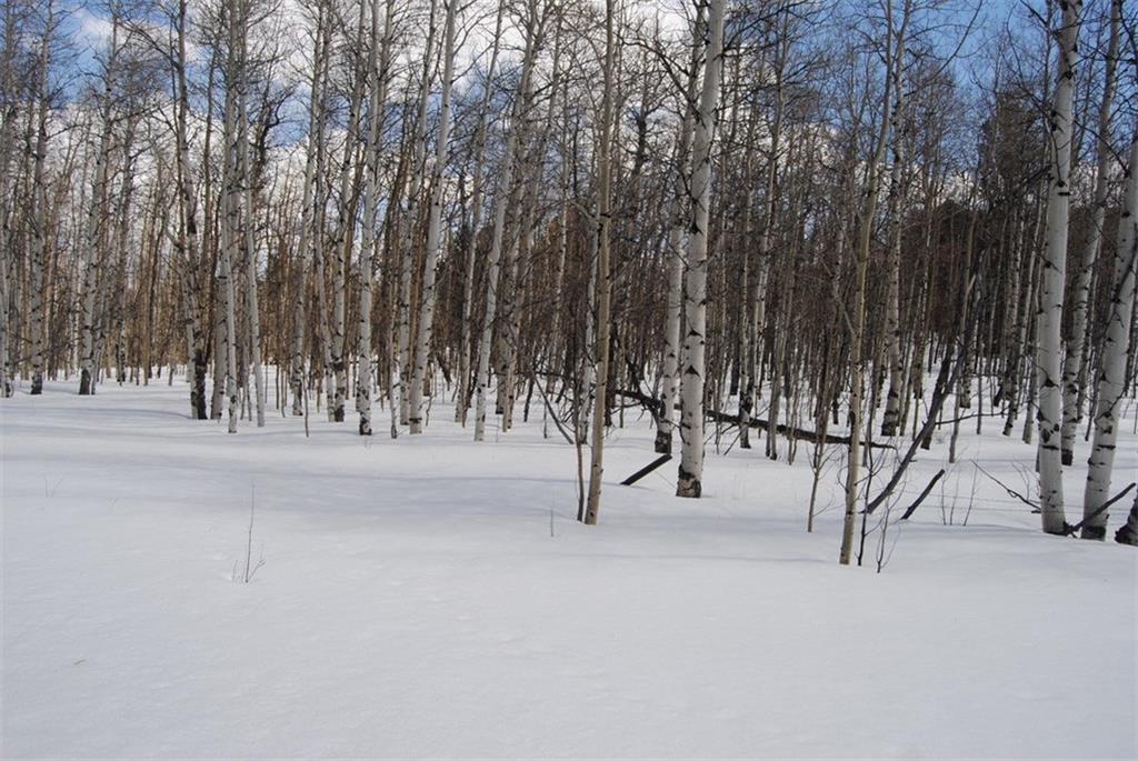 507 Lumberjack Road Fairplay, CO 80440 - Photo 14 of 27 Gallery Image 14