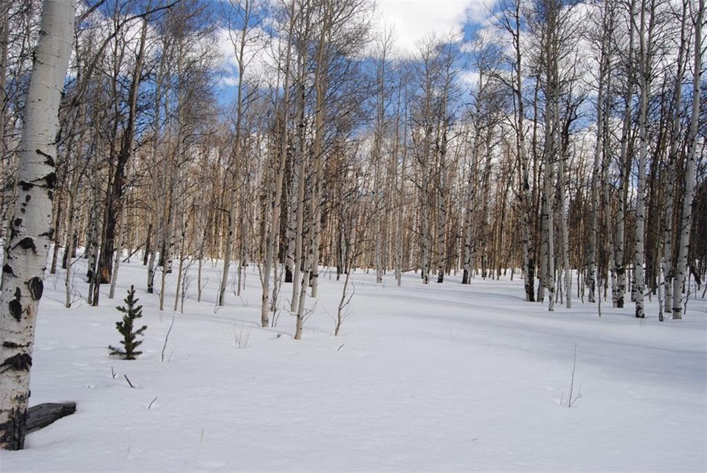 507 Lumberjack Road Fairplay, CO 80440 - Photo 5 of 27 Gallery Image 5