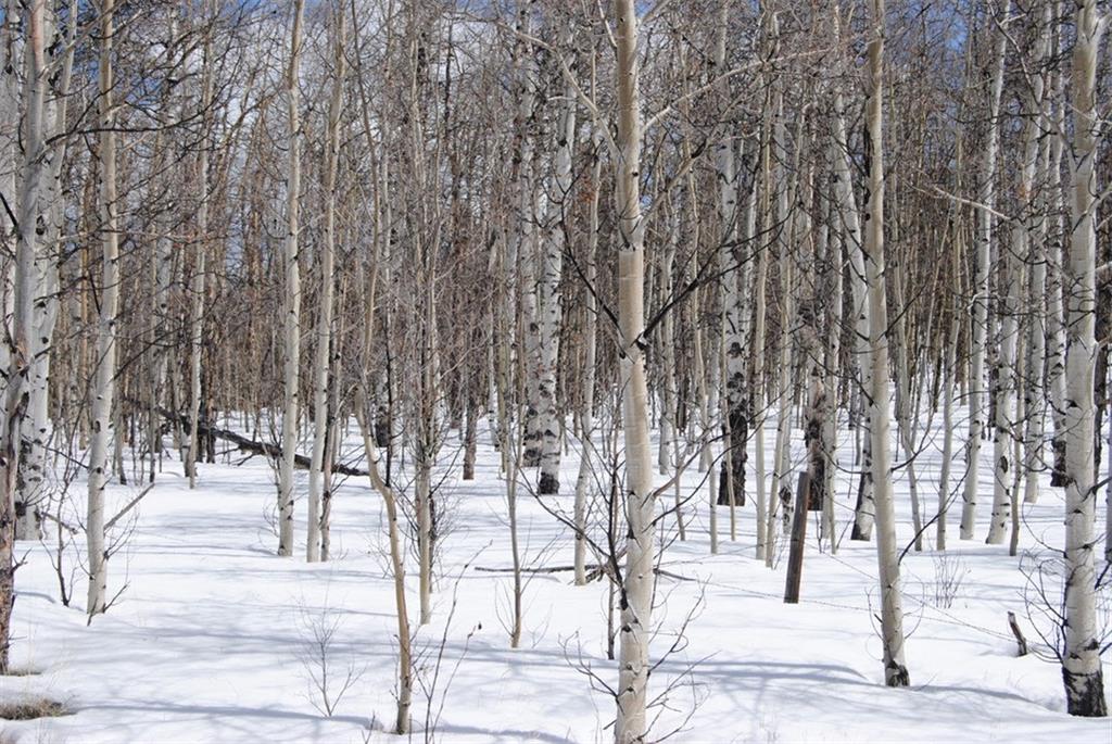 507 Lumberjack Road Fairplay, CO 80440 - Photo 10 of 27 Gallery Image 10