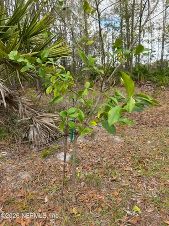 $260,000 | 1556 Rayne Point, Middleburg, FL 32068