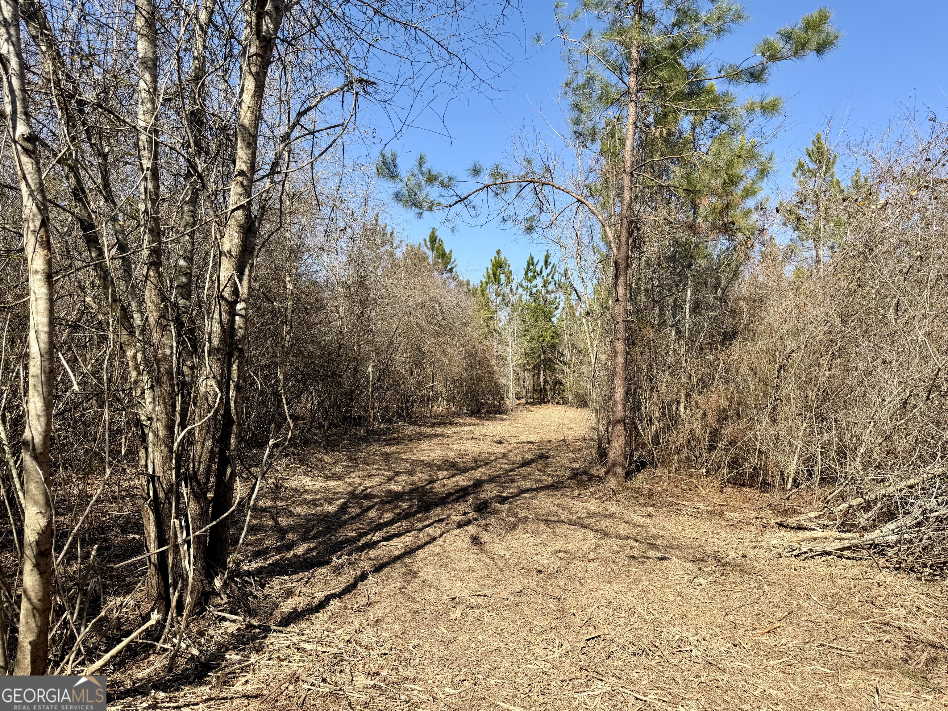 0 SOUTH Shady Grove Road Abbeville, GA 31001 - Photo 20 of 27 a view of a yard with trees