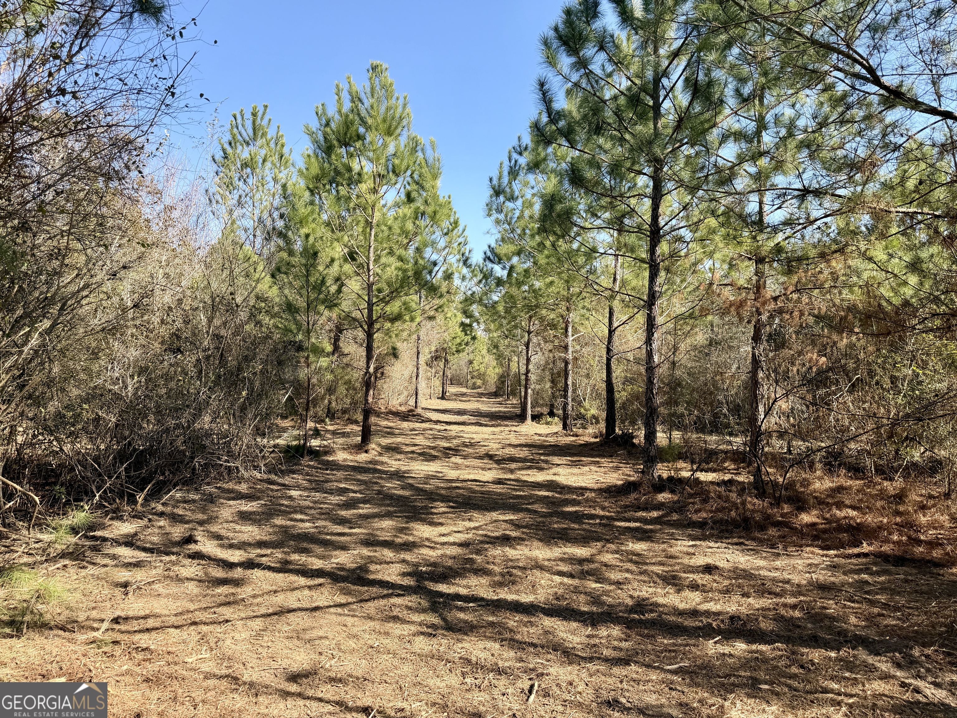 0 SOUTH Shady Grove Road Abbeville, GA 31001 - Photo 24 of 27 a view of a yard with plants and trees