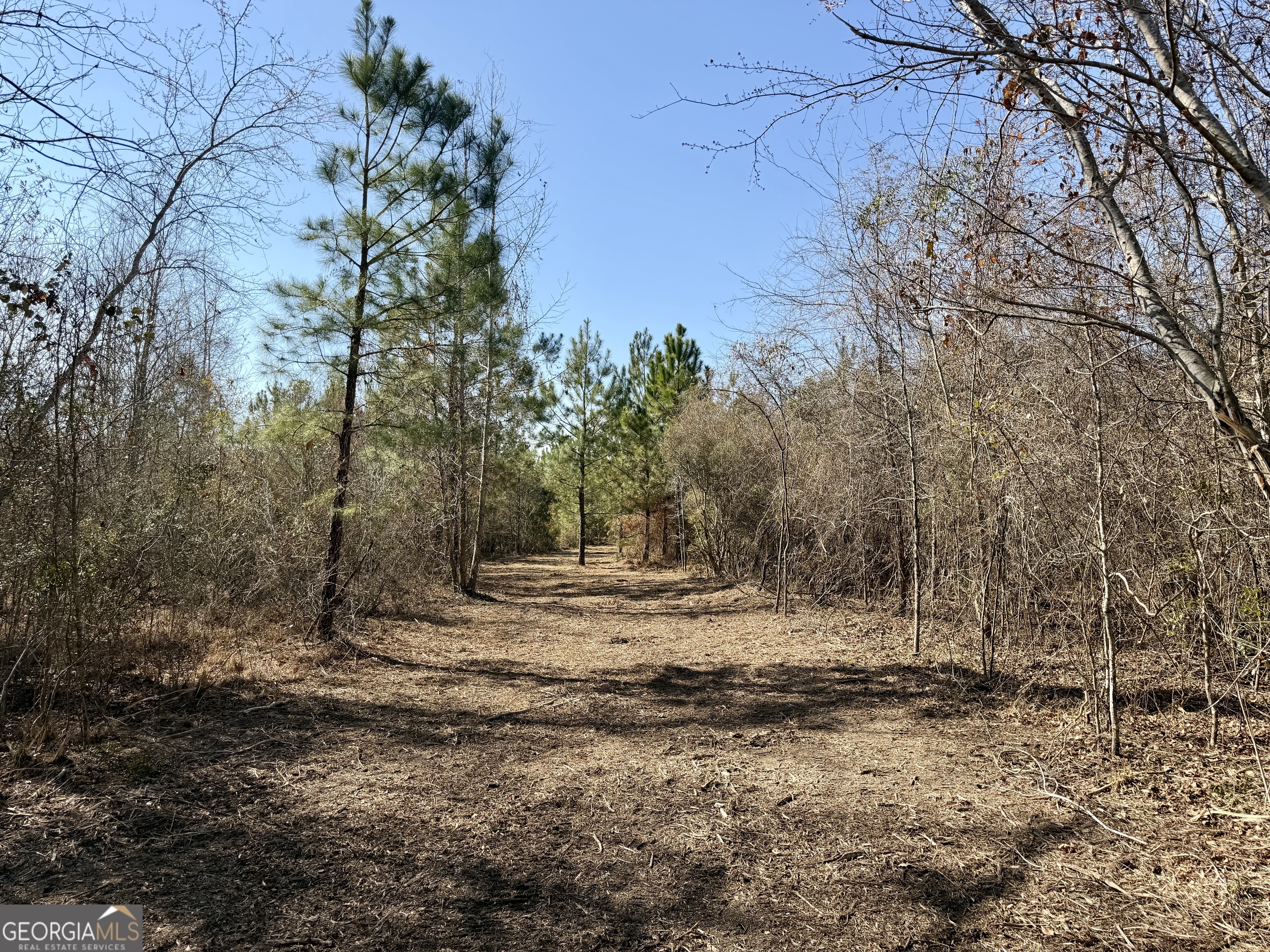 0 SOUTH Shady Grove Road Abbeville, GA 31001 - Photo 25 of 27 a view of dirt yard with large trees