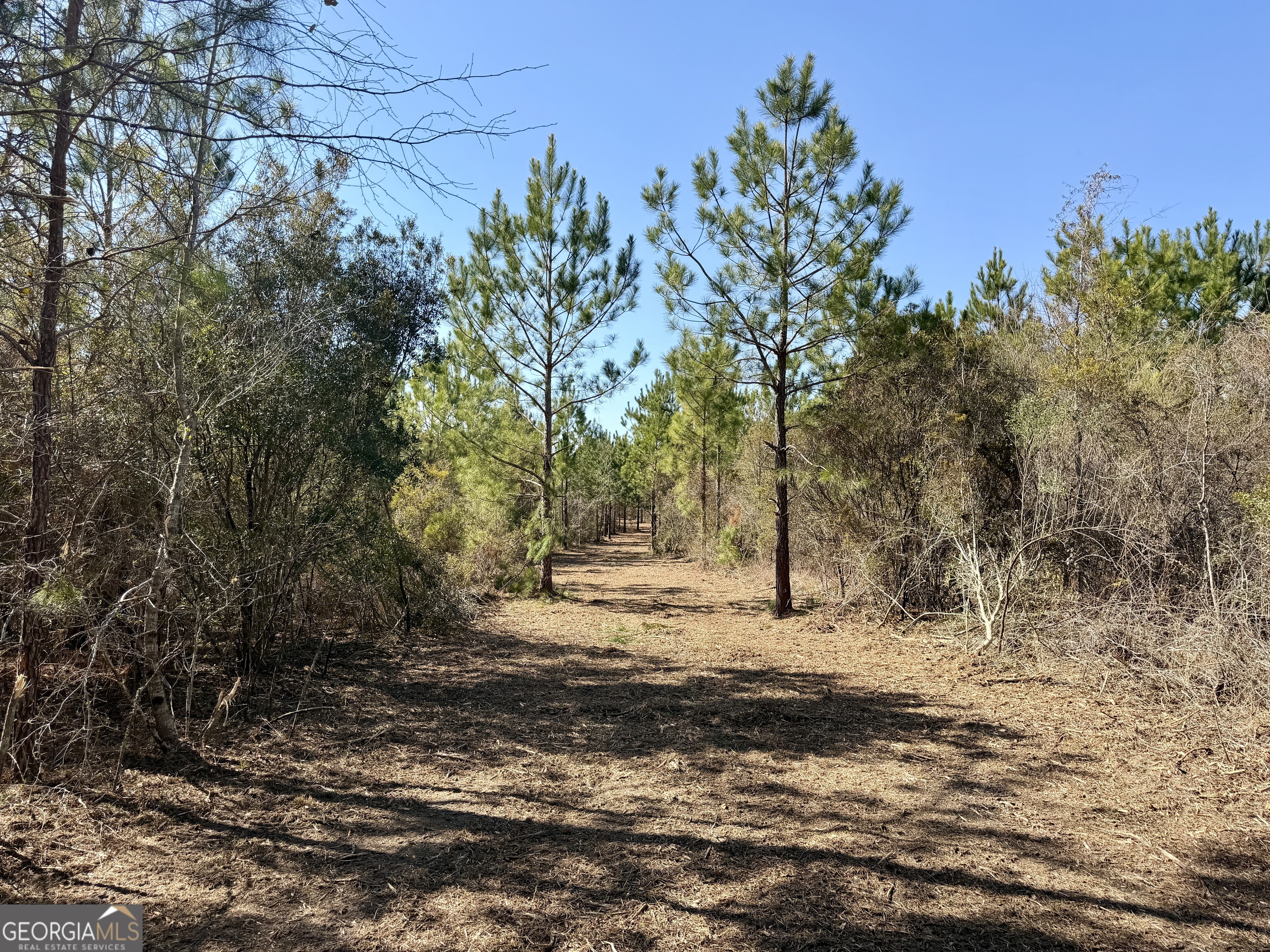0 SOUTH Shady Grove Road Abbeville, GA 31001 - Photo 26 of 27 a view of dirt yard with a large tree
