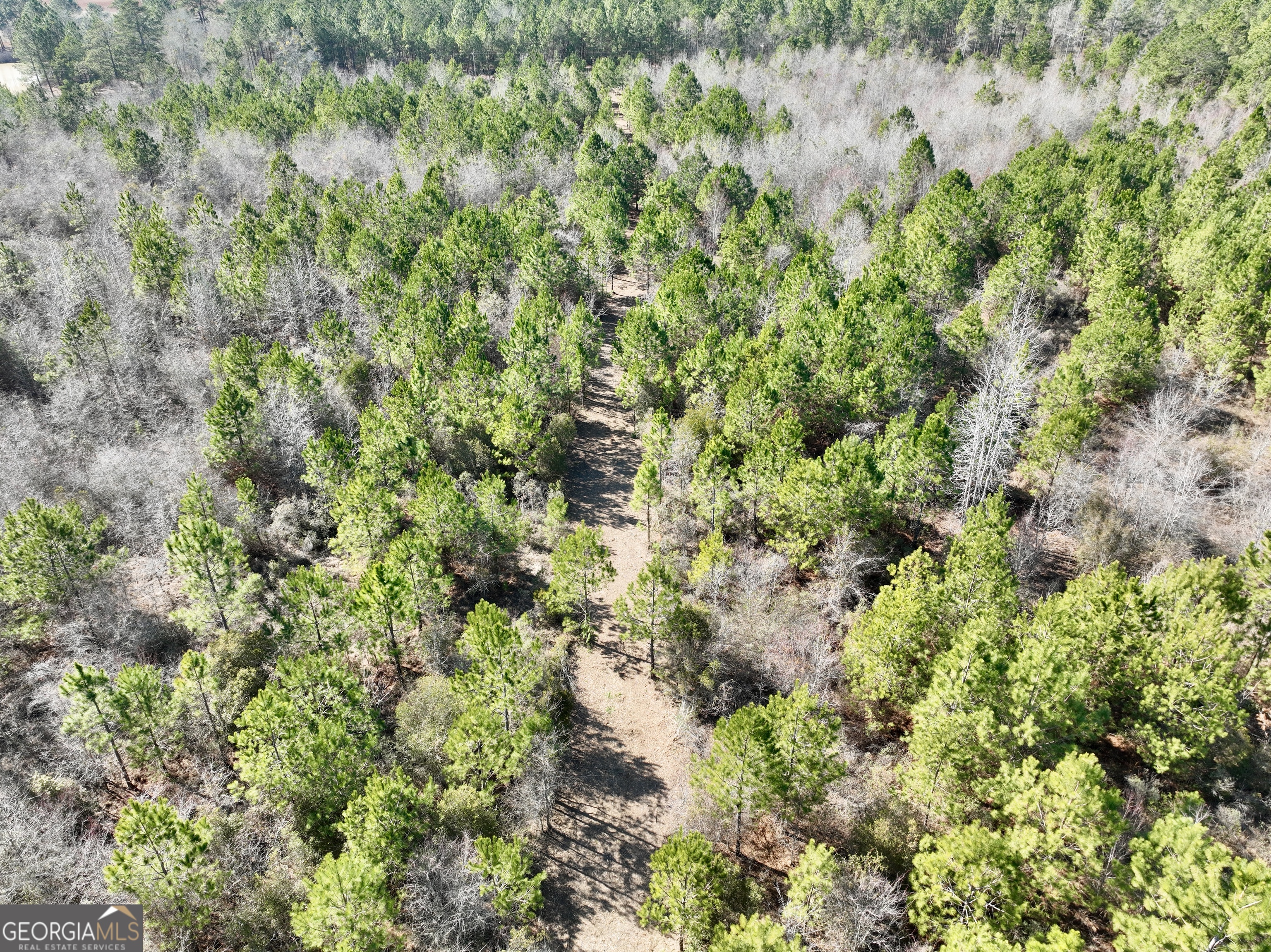 0 SOUTH Shady Grove Road Abbeville, GA 31001 - Photo 8 of 27 a view of a plant in a garden