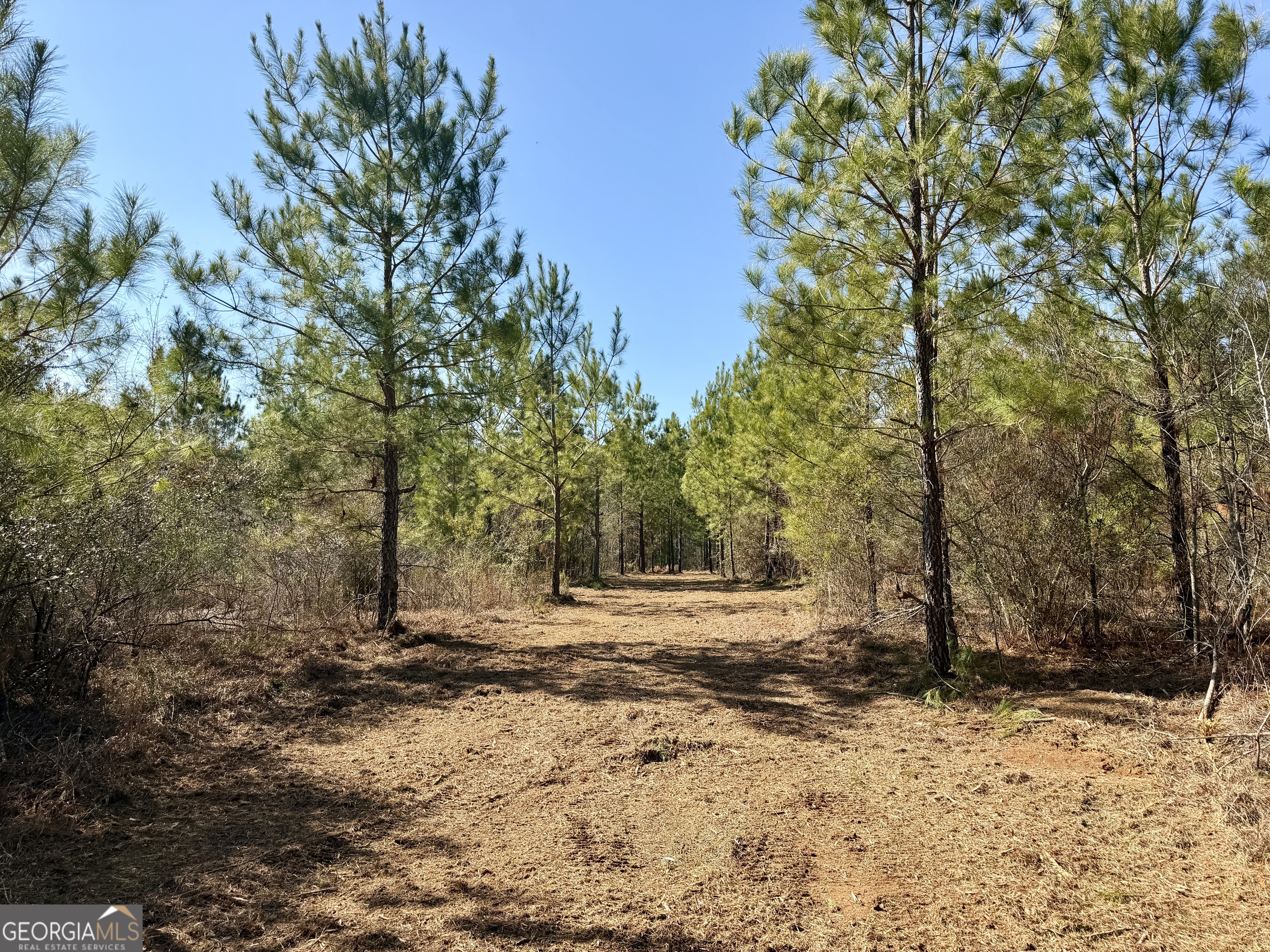 0 SOUTH Shady Grove Road Abbeville, GA 31001 - Photo 9 of 27 a view of dirt yard with a large tree