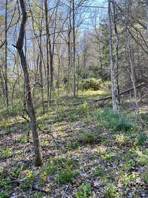 9999 Trantham Creek Road Fairview, NC 28730 - Photo 4 of 4 Gallery Image 4