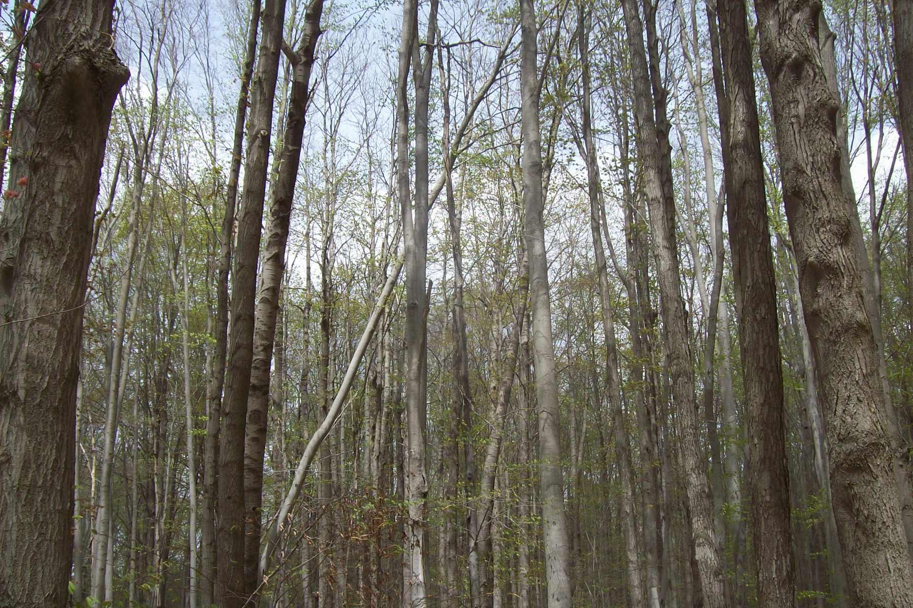 0 Emerson Road Frederic, MI 49733 - Photo 12 of 12 Gallery Image 12
