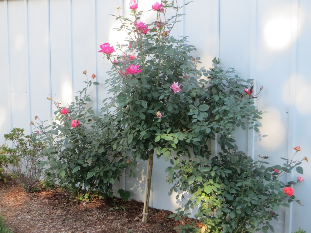 84 Genesee Street Lawrence, MA 01843 - Photo 28 of 30 a flower plants in front of flowers