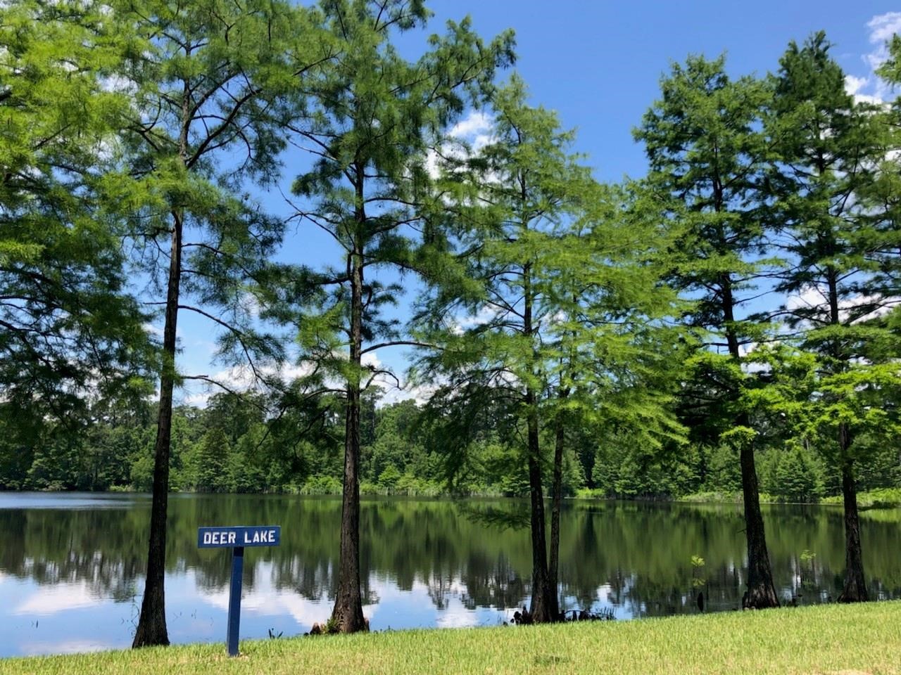 553 Timber Voyage Court Conroe, TX 77304 - Photo 30 of 31 a view of a park with large trees