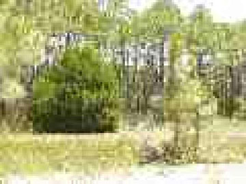 37 Morrison Road Crawfordville, FL 32327 - Photo 1 of 1