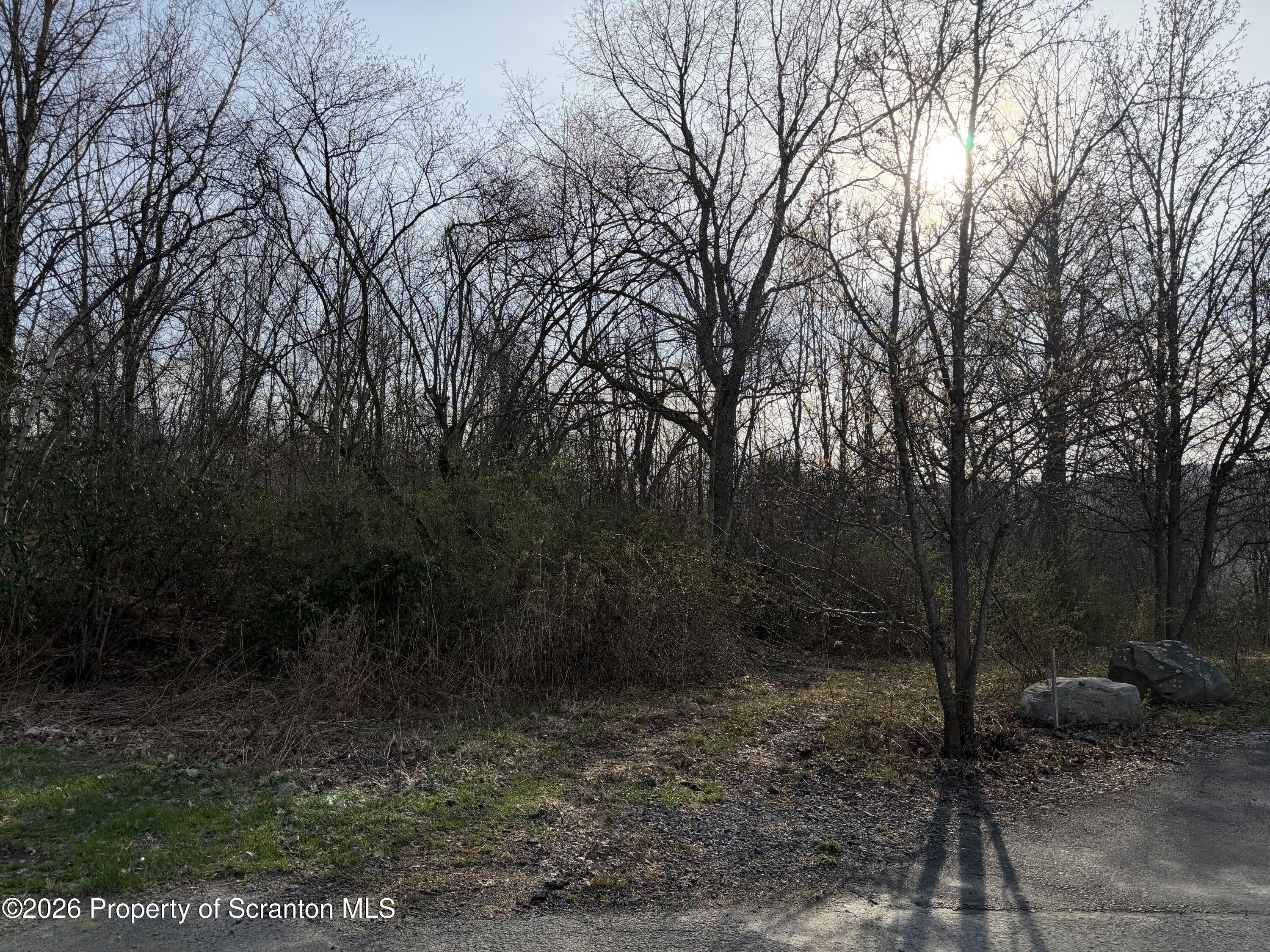 Pine Street Mayfield, PA 18433 - Photo 2 of 3 a view of a forest filled with trees