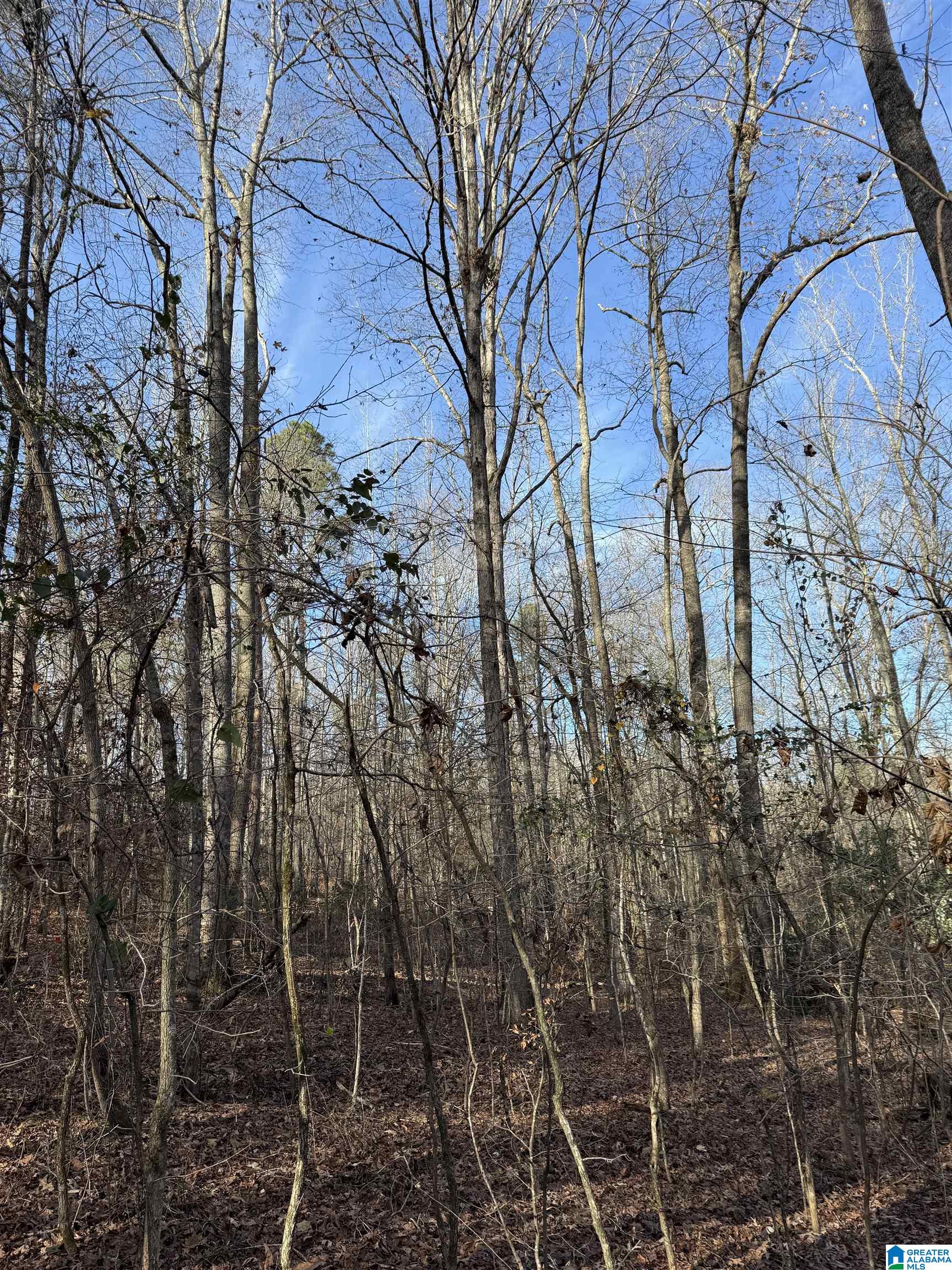 0 County Road 208 Heflin, AL 36264 - Photo 4 of 10
