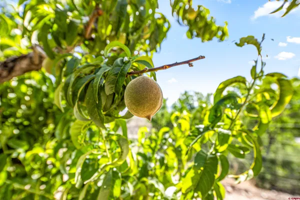 $778,174 | 58703 Ida Road, Olathe, CO 81425