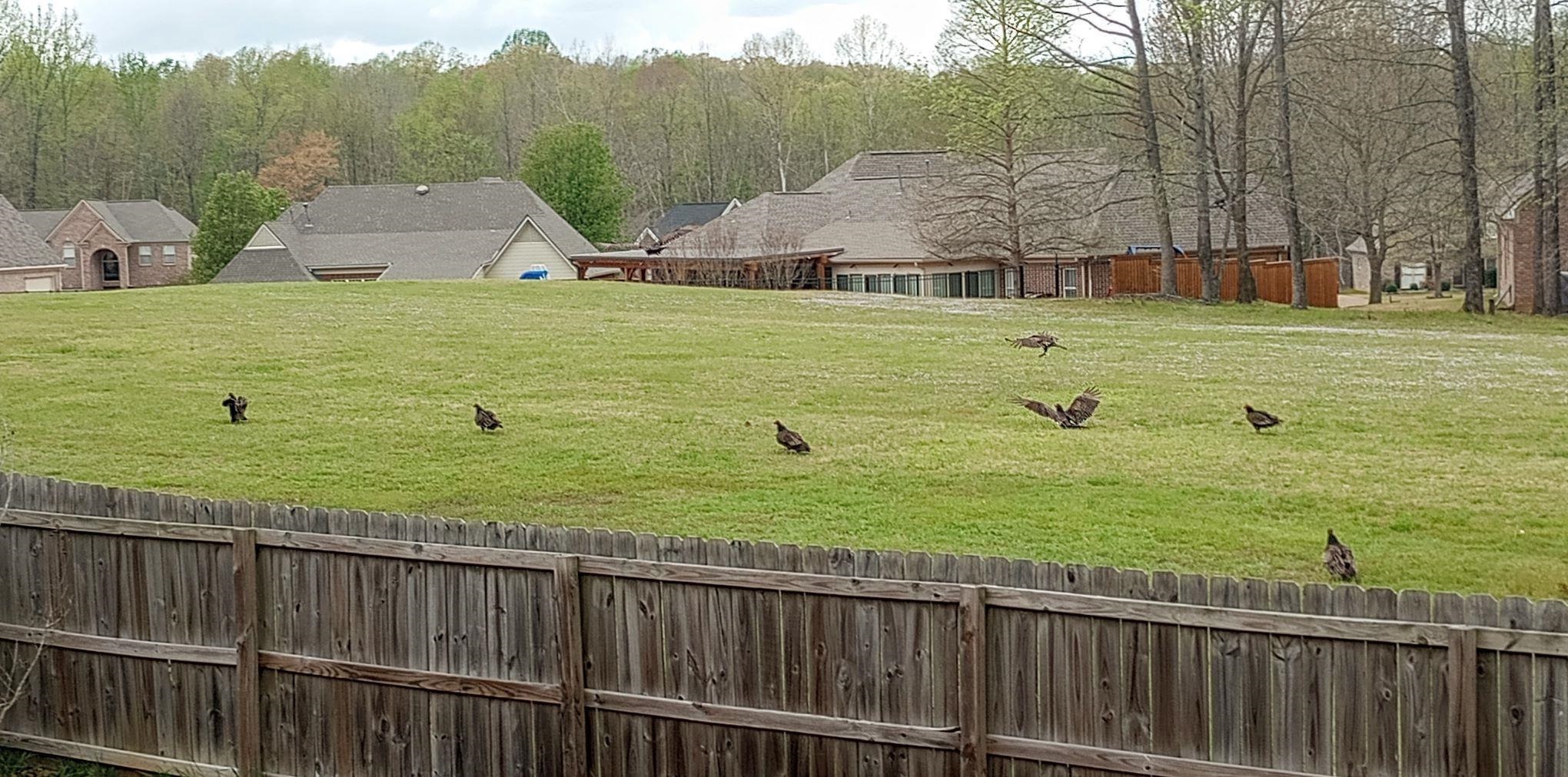 4271 Bay Bridge Road Lakeland, TN 38002 - Photo 33 of 37 View of yard