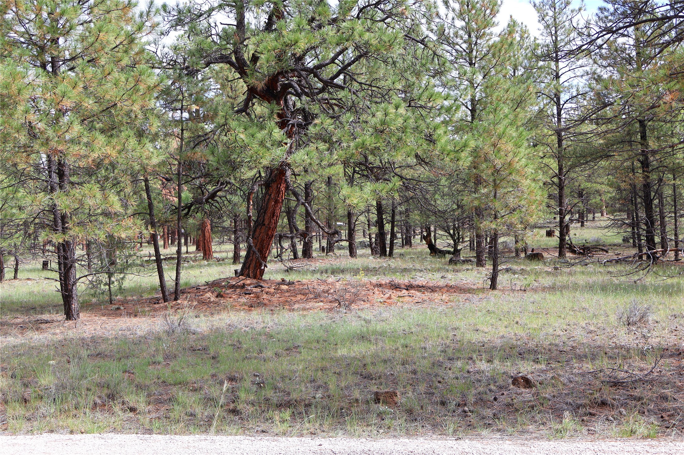 Lot 44 Rhyolite Road Grants, NM 87020 - Photo 21 of 31 Gallery Image 21