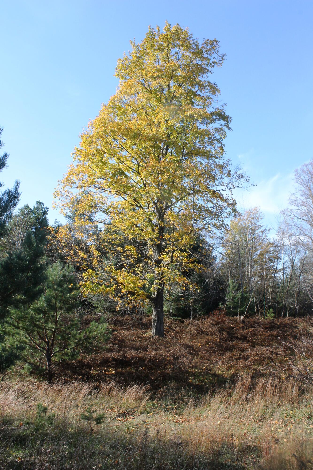 8126 North Petersen Road Frederic, MI 49733 - Photo 57 of 77 Gallery Image 57
