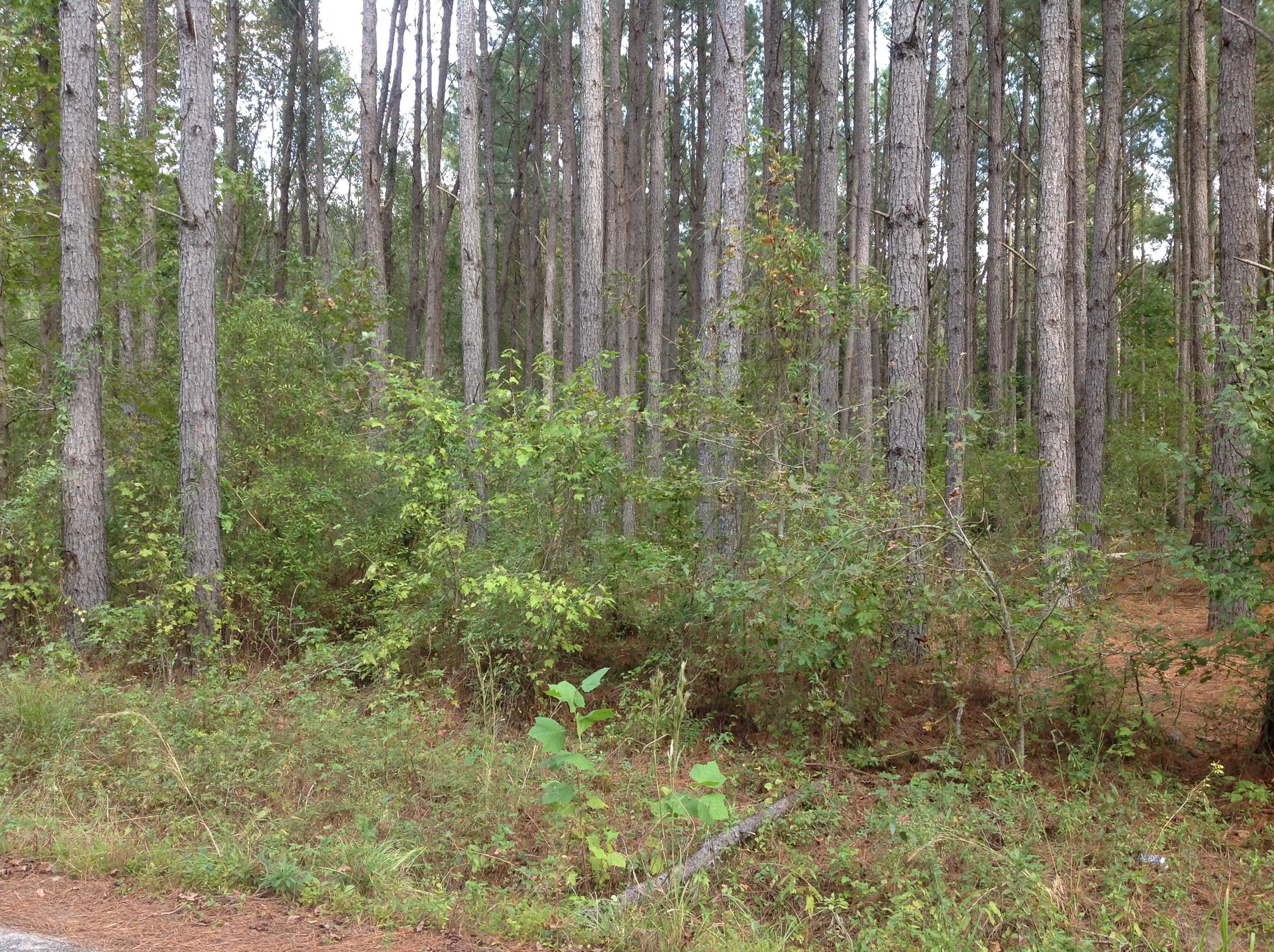 0 Dusty Road St. George, SC 29477 - Photo 1 of 2 image