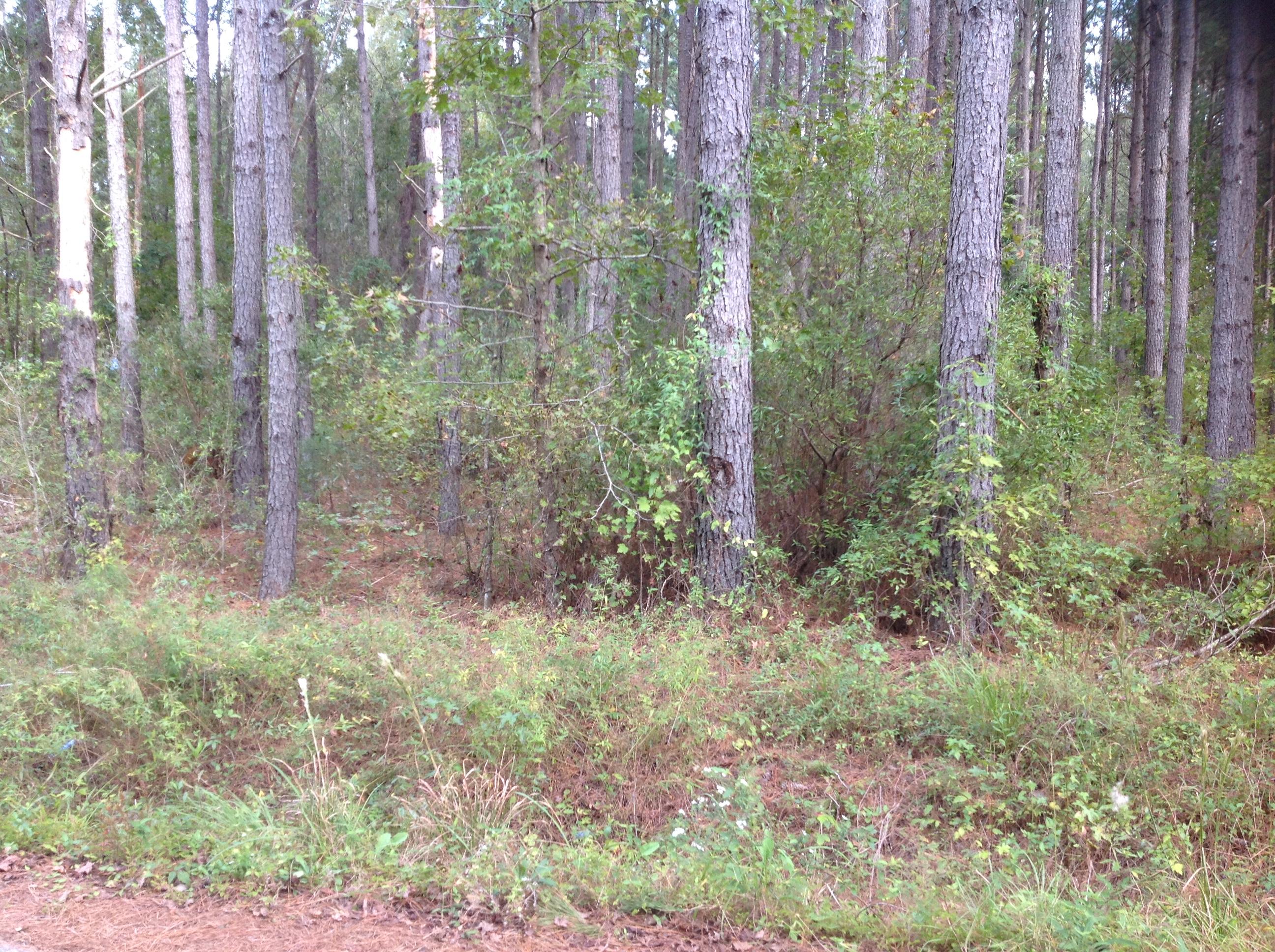 0 Dusty Road St. George, SC 29477 - Photo 2 of 2 image